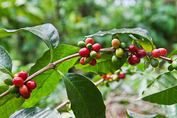 sustainable coffee programs